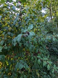 Twinberry Honeysuckle (Lonicera involucrata var. involucrata)