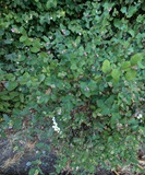 Snowberry (Symphoricarpos albus)