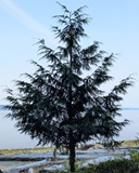 Western Red Cedar (Thuja plicata)