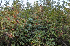Nootka rose (Rosa nutkana)