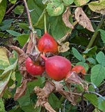 Nootka rose (Rosa nutkana)