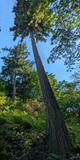 Douglas Fir (Pseudotsuga menziesii)