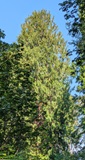 Western Red Cedar (Thuja plicata)