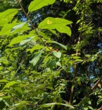 Chokecherry (Prunus virginiana)