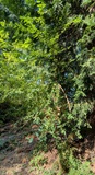 Chokecherry (Prunus virginiana)