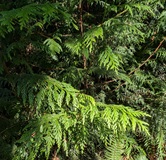 Western Red Cedar (Thuja plicata)
