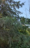 Douglas Fir (Pseudotsuga menziesii)