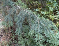Douglas Fir (Pseudotsuga menziesii)