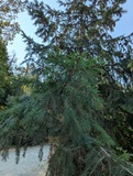 Douglas Fir (Pseudotsuga menziesii)