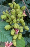 Western Red Alder (Alnus rubra)