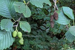 Western Red Alder (Alnus rubra)