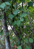 Western Hazelnut (Corylus cornuta)
