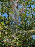 Tent caterpillars