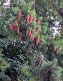 Douglas Fir (Pseudotsuga menziesii)