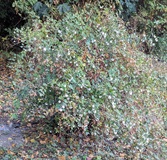 Snowberry (Symphoricarpos albus)