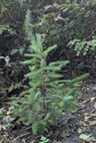 Douglas Fir (Pseudotsuga menziesii)