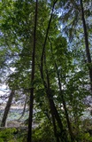 Western Hazelnut (Corylus cornuta)