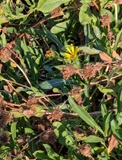Puget Sound Gumweed (Grindelia integrifolia)