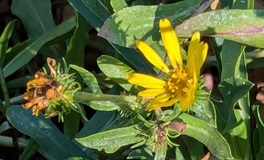 Puget Sound Gumweed (Grindelia integrifolia)