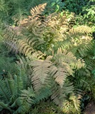 Pacific Oak Fern (Gymnocarpium disjunctum)