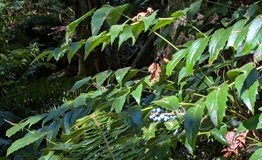 Barberry (Mahonia nervosa)