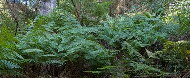 Western Bracken Fern (Pteridium aquilinum)