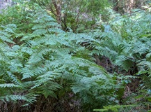 Western Bracken Fern (Pteridium aquilinum)