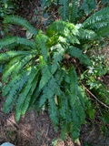 Deer Fern (Struthiopteris spicant)