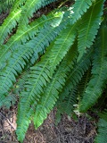 Deer Fern (Struthiopteris spicant)