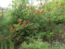 Red Elderberry (Sambucus racemosa)