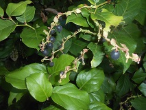 Salal (Gaultheria shallon)