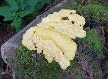 Slime Mold