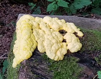 Slime Mold
