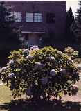 Hydrangea (Moyer Hall), SPU