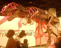 Tyrannosaurus Rex, Smithsonian National Museum of Natural History
