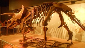 Triceratops, Smithsonian National Museum of Natural History